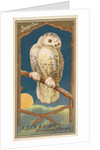 Snowy Owl, from the Birds of America series for Allen & Ginter Cigarettes Brands, 1888 by Allen & Ginter