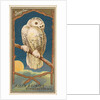 Snowy Owl, from the Birds of America series for Allen & Ginter Cigarettes Brands, 1888 by Allen & Ginter