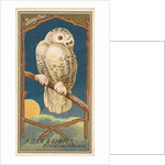 Snowy Owl, from the Birds of America series for Allen & Ginter Cigarettes Brands, 1888 by Allen & Ginter
