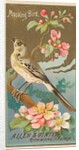 Mockingbird, from the Birds of America series for Allen & Ginter Cigarettes Brands, 1888 by Allen & Ginter