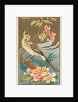 Mockingbird, from the Birds of America series for Allen & Ginter Cigarettes Brands, 1888 by Allen & Ginter