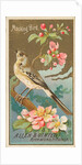 Mockingbird, from the Birds of America series for Allen & Ginter Cigarettes Brands, 1888 by Allen & Ginter