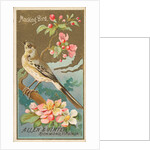 Mockingbird, from the Birds of America series for Allen & Ginter Cigarettes Brands, 1888 by Allen & Ginter