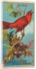 Red Bird, from the Birds of America series for Allen & Ginter Cigarettes Brands, 1888 by Allen & Ginter