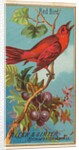 Red Bird, from the Birds of America series for Allen & Ginter Cigarettes Brands, 1888 by Allen & Ginter