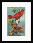 Red Bird, from the Birds of America series for Allen & Ginter Cigarettes Brands, 1888 by Allen & Ginter