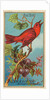 Red Bird, from the Birds of America series for Allen & Ginter Cigarettes Brands, 1888 by Allen & Ginter