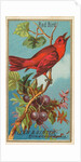 Red Bird, from the Birds of America series for Allen & Ginter Cigarettes Brands, 1888 by Allen & Ginter