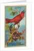 Red Bird, from the Birds of America series for Allen & Ginter Cigarettes Brands, 1888 by Allen & Ginter