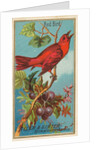 Red Bird, from the Birds of America series for Allen & Ginter Cigarettes Brands, 1888 by Allen & Ginter