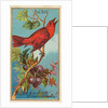 Red Bird, from the Birds of America series for Allen & Ginter Cigarettes Brands, 1888 by Allen & Ginter