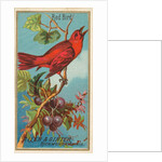 Red Bird, from the Birds of America series for Allen & Ginter Cigarettes Brands, 1888 by Allen & Ginter
