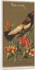Bob-o-link, from the Birds of America series for Allen & Ginter Cigarettes Brands, 1888 by Allen & Ginter