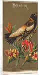Bob-o-link, from the Birds of America series for Allen & Ginter Cigarettes Brands, 1888 by Allen & Ginter