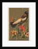 Bob-o-link, from the Birds of America series for Allen & Ginter Cigarettes Brands, 1888 by Allen & Ginter