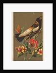Bob-o-link, from the Birds of America series for Allen & Ginter Cigarettes Brands, 1888 by Allen & Ginter