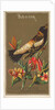 Bob-o-link, from the Birds of America series for Allen & Ginter Cigarettes Brands, 1888 by Allen & Ginter