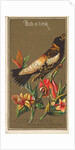 Bob-o-link, from the Birds of America series for Allen & Ginter Cigarettes Brands, 1888 by Allen & Ginter