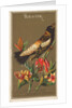 Bob-o-link, from the Birds of America series for Allen & Ginter Cigarettes Brands, 1888 by Allen & Ginter
