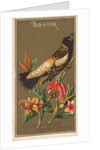 Bob-o-link, from the Birds of America series for Allen & Ginter Cigarettes Brands, 1888 by Allen & Ginter