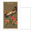 Bob-o-link, from the Birds of America series for Allen & Ginter Cigarettes Brands, 1888 by Allen & Ginter