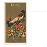 Bob-o-link, from the Birds of America series for Allen & Ginter Cigarettes Brands, 1888 by Allen & Ginter