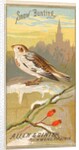 Snow Bunting, from the Birds of America series for Allen & Ginter Cigarettes Brands, 1888 by Allen & Ginter