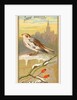 Snow Bunting, from the Birds of America series for Allen & Ginter Cigarettes Brands, 1888 by Allen & Ginter