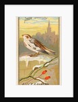 Snow Bunting, from the Birds of America series for Allen & Ginter Cigarettes Brands, 1888 by Allen & Ginter