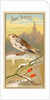 Snow Bunting, from the Birds of America series for Allen & Ginter Cigarettes Brands, 1888 by Allen & Ginter
