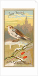 Snow Bunting, from the Birds of America series for Allen & Ginter Cigarettes Brands, 1888 by Allen & Ginter