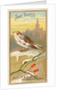 Snow Bunting, from the Birds of America series for Allen & Ginter Cigarettes Brands, 1888 by Allen & Ginter