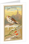 Snow Bunting, from the Birds of America series for Allen & Ginter Cigarettes Brands, 1888 by Allen & Ginter