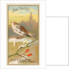 Snow Bunting, from the Birds of America series for Allen & Ginter Cigarettes Brands, 1888 by Allen & Ginter