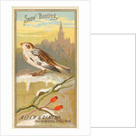 Snow Bunting, from the Birds of America series for Allen & Ginter Cigarettes Brands, 1888 by Allen & Ginter