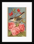 Chickadee, from the Birds of America series for Allen & Ginter Cigarettes Brands, 1888 by Allen & Ginter