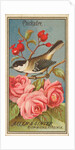 Chickadee, from the Birds of America series for Allen & Ginter Cigarettes Brands, 1888 by Allen & Ginter