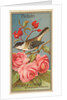 Chickadee, from the Birds of America series for Allen & Ginter Cigarettes Brands, 1888 by Allen & Ginter