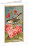 Chickadee, from the Birds of America series for Allen & Ginter Cigarettes Brands, 1888 by Allen & Ginter