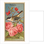 Chickadee, from the Birds of America series for Allen & Ginter Cigarettes Brands, 1888 by Allen & Ginter