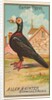 Carrier Pigeon, from the Birds of America series for Allen & Ginter Cigarettes Brands, 1888 by Allen & Ginter
