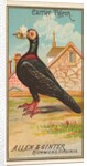 Carrier Pigeon, from the Birds of America series for Allen & Ginter Cigarettes Brands, 1888 by Allen & Ginter