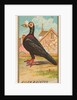Carrier Pigeon, from the Birds of America series for Allen & Ginter Cigarettes Brands, 1888 by Allen & Ginter