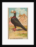 Carrier Pigeon, from the Birds of America series for Allen & Ginter Cigarettes Brands, 1888 by Allen & Ginter