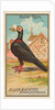 Carrier Pigeon, from the Birds of America series for Allen & Ginter Cigarettes Brands, 1888 by Allen & Ginter