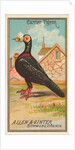 Carrier Pigeon, from the Birds of America series for Allen & Ginter Cigarettes Brands, 1888 by Allen & Ginter