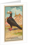 Carrier Pigeon, from the Birds of America series for Allen & Ginter Cigarettes Brands, 1888 by Allen & Ginter