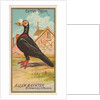 Carrier Pigeon, from the Birds of America series for Allen & Ginter Cigarettes Brands, 1888 by Allen & Ginter