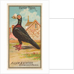 Carrier Pigeon, from the Birds of America series for Allen & Ginter Cigarettes Brands, 1888 by Allen & Ginter
