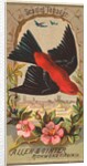 Scarlet Tanager, from the Birds of America series for Allen & Ginter Cigarettes Brands, 1888 by Allen & Ginter